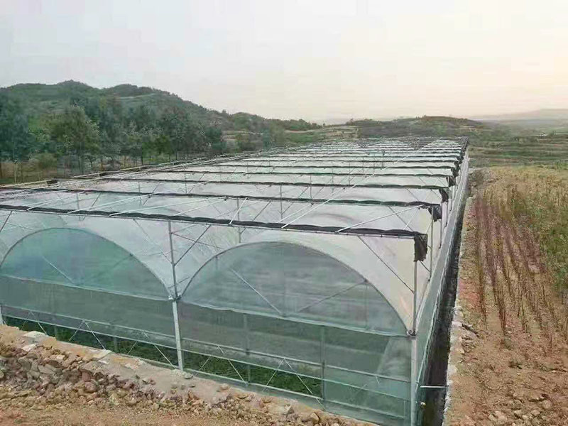 连栋薄膜温室