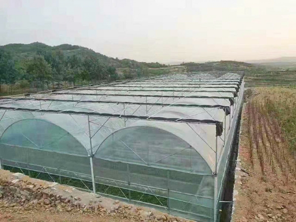 连栋薄膜温室