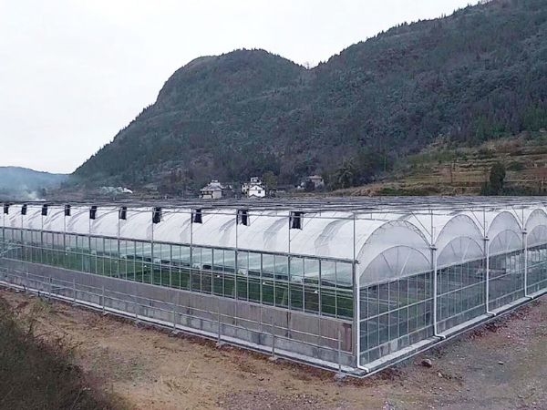 临朐沂山热带水果1800平连栋温室